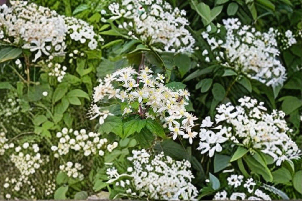Clematis virginiana – Flowering Plant 50 Seeds | Native Clematis Vine | Fragrant White Flowers | Pollinator Favorite