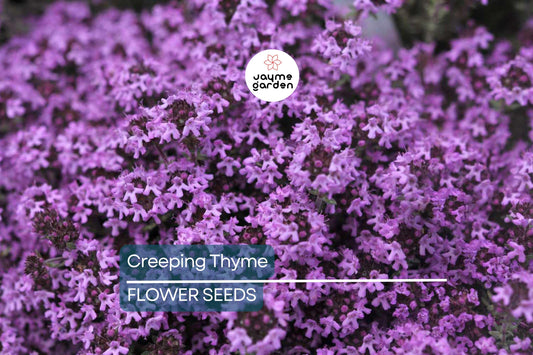 1,000 Creeping Thyme Seeds | Dwarf 6" Variety | Beautiful Blooms, Non-GMO, USA