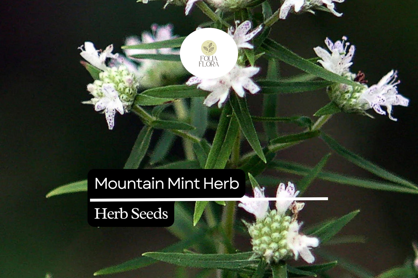 Mountain Mint Seeds (Pycnanthemum verticillatum) | 25 Seeds | Aromatic Herb | Edible Leaves | Native Perennial Plant