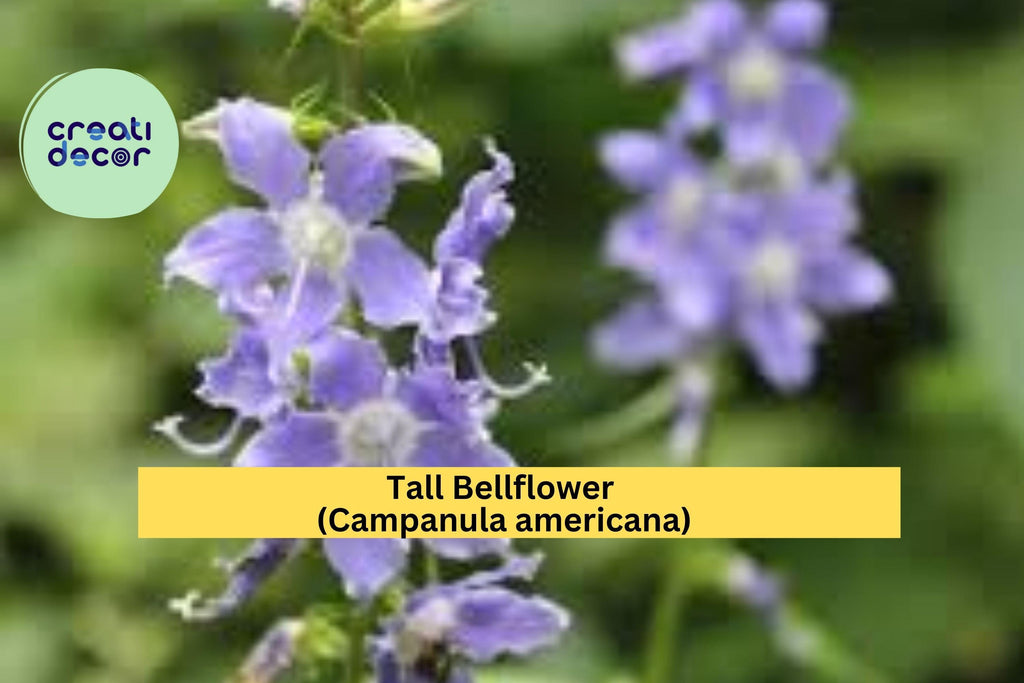 Tall Bellflower Seeds (Campanula americana) – 500 Native Wildflower Seeds | Woodland Edge, Pollinator Garden, Blue Blooms | Zones 4–8