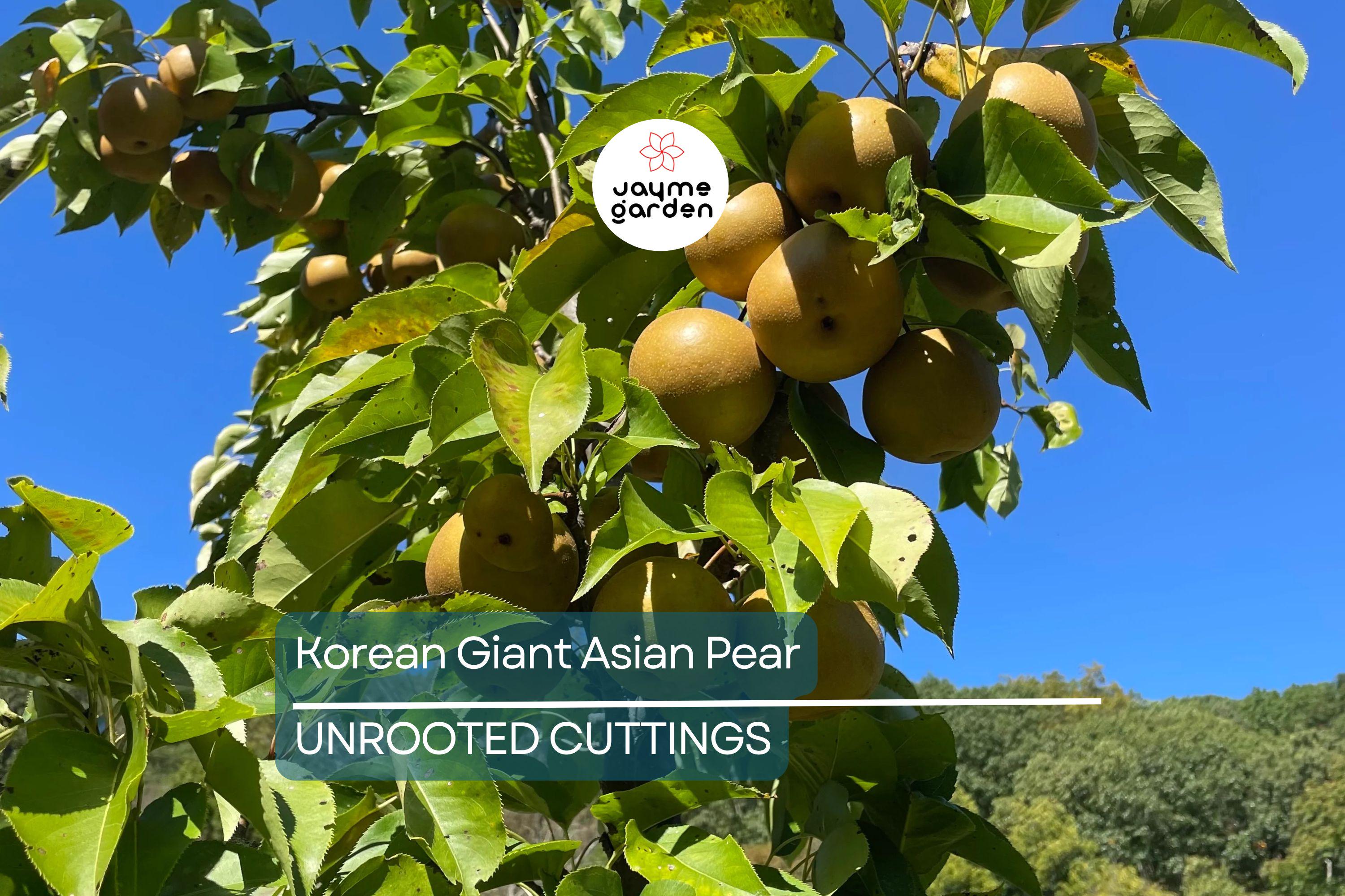 Korean Giant Asian Pear Scion - 3 Cuttings for Planting, Edible Fruit Tree