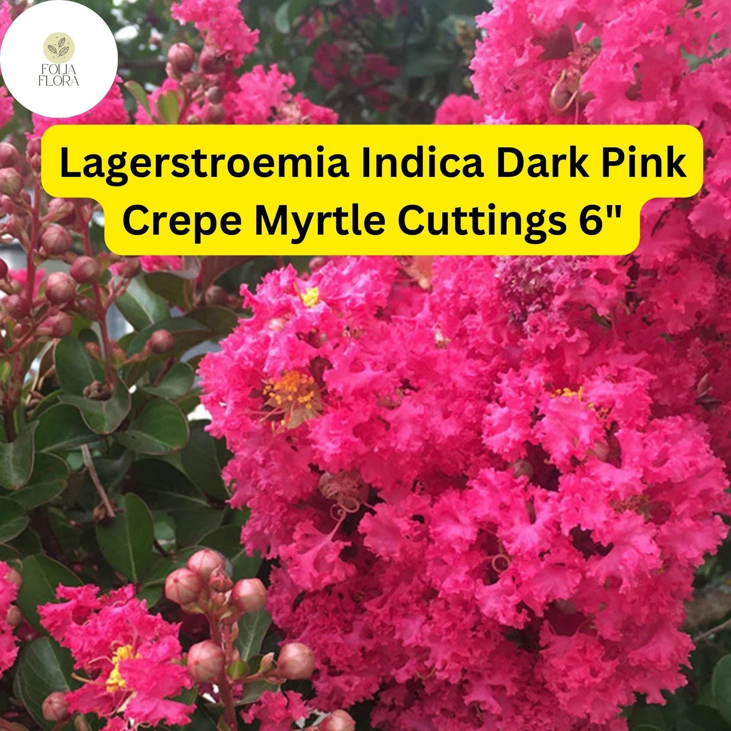 Lagerstroemia Indica | Dark Pink Crepe Myrtle | 7 Live 6” Tree Cuttings | Fast-Growing, Drought-Tolerant, Long-Blooming Ornamental