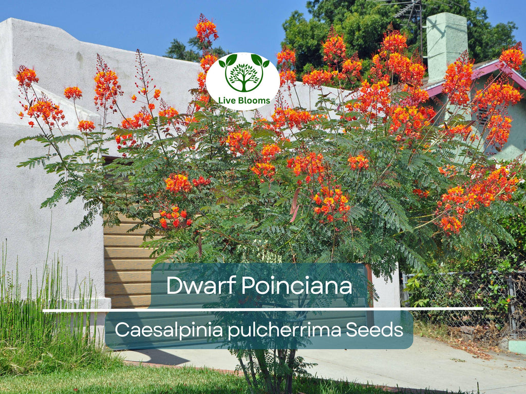10 Dwarf Poinciana Seeds, Red Bird of Paradise (C. pulcherrima), Mexican Flowering Plant, Non-GMO, Tropical Shrub, Colorful Blooms