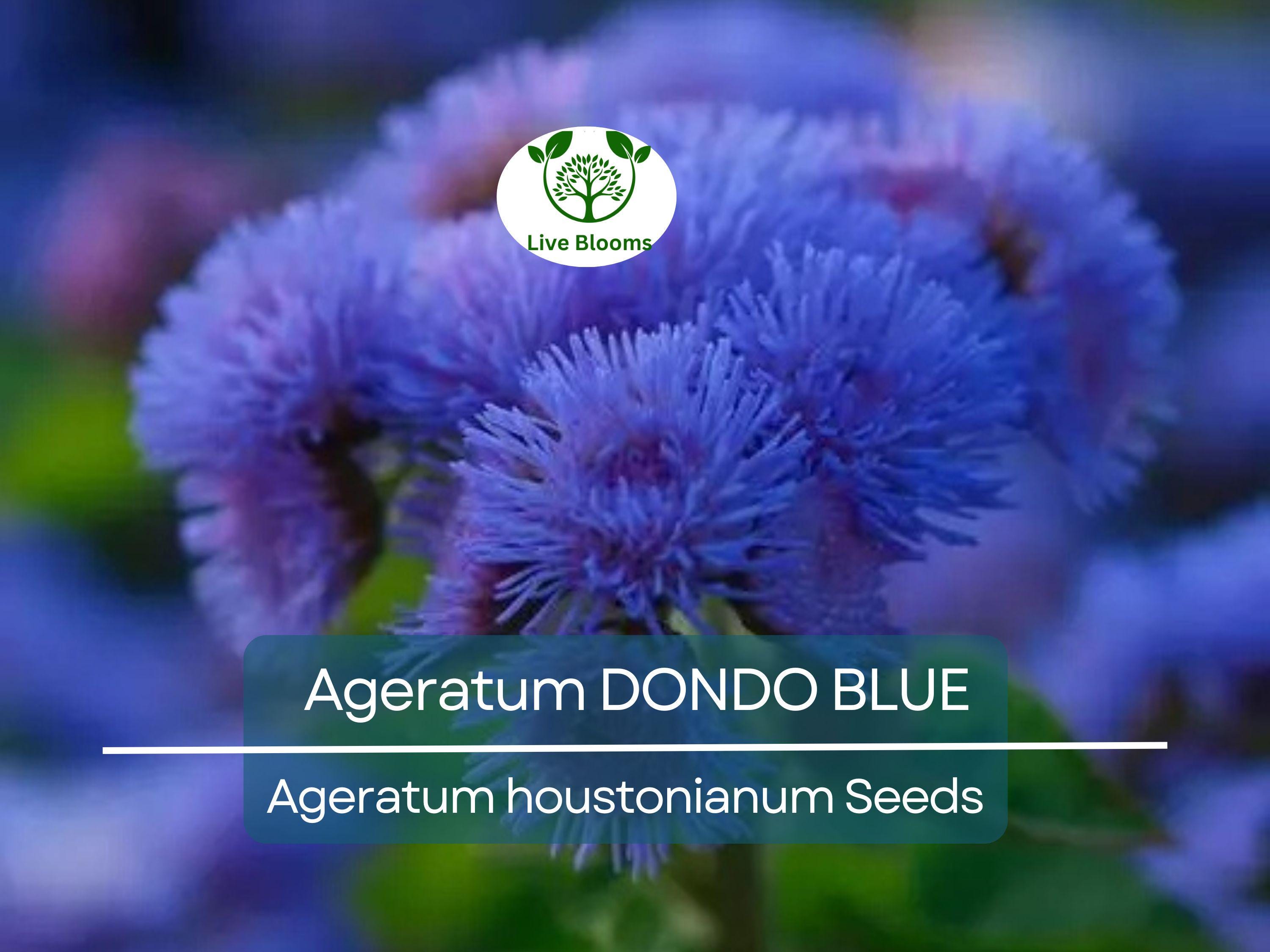 500 Seeds Ageratum DONDO BLUE, Floss Flower Monarch Butterfly Plant, Non-GMO, Vibrant Blue Blooms, Perfect for Gardens & Pollinator-friendly