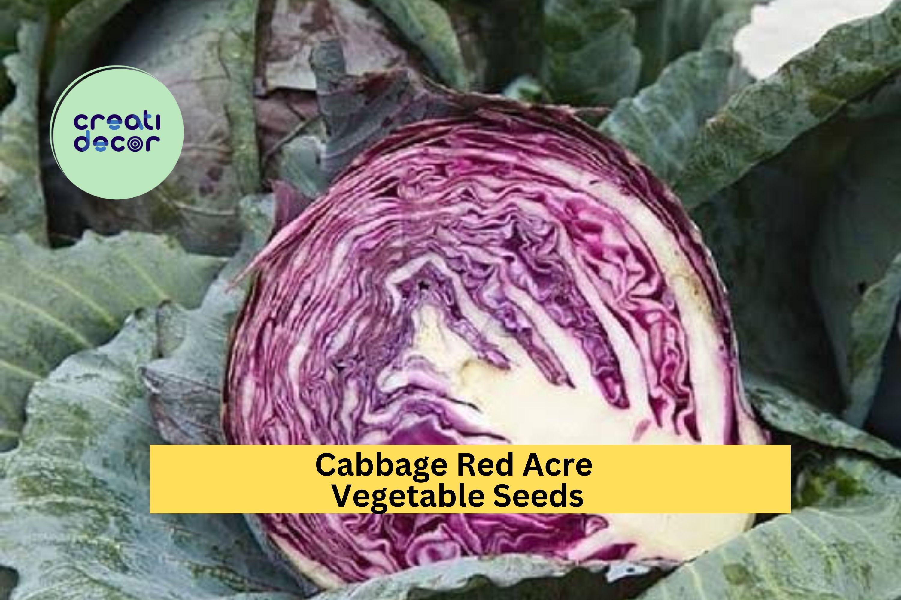 3pcs x 1g Red Acre Cabbage Seeds – Compact Heirloom Red Cabbage for Garden Beds, Raised Rows, or Container Growing Seeds for Planting