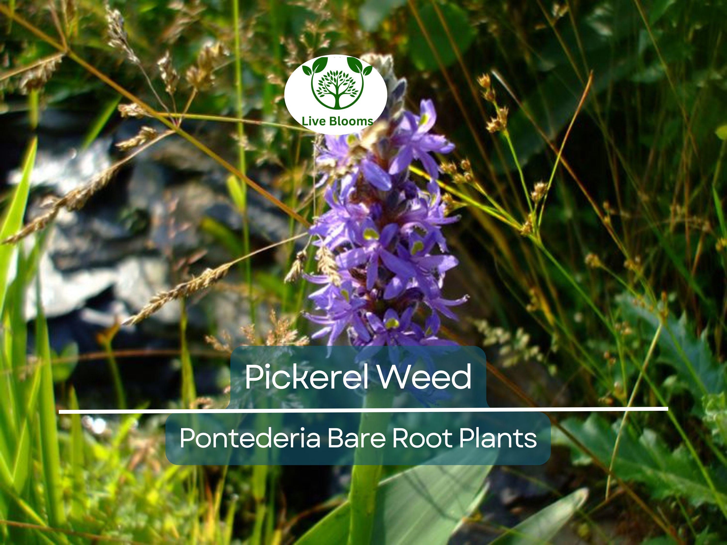 1 Pickerel Weed – Live Bare Root Plant | Pontederia cordata | Native Aquatic Plant | Large Purple Pickerel Rush for Ponds & Wetlands