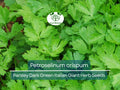500 Parsley Seeds - Dark Green Italian Giant for Planting - Petroselinum crispum - Fresh Herb for Cooking, Garden, & Kitchen Use