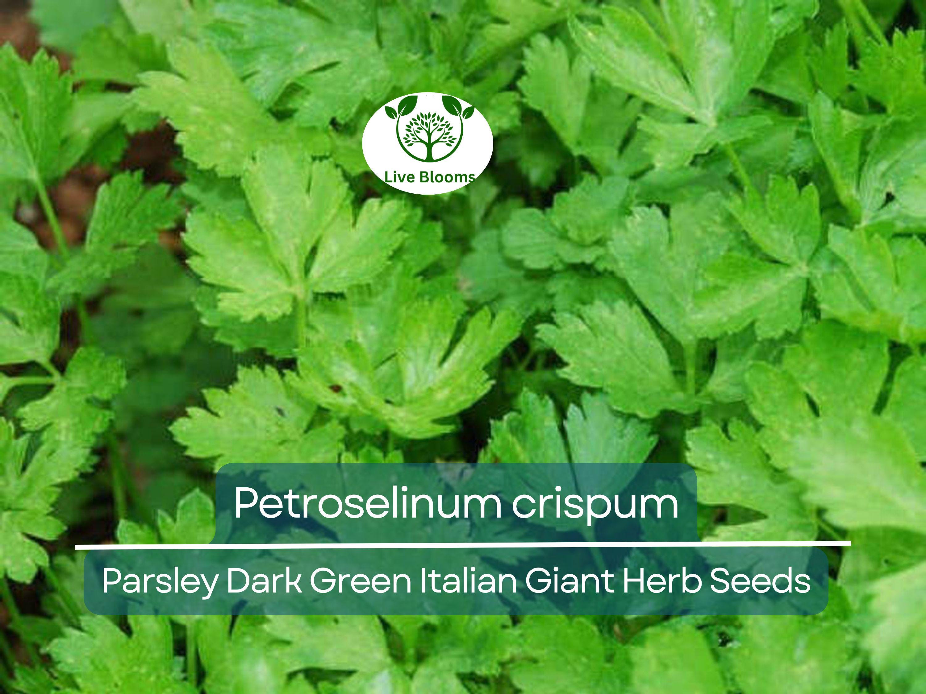 500 Parsley Seeds - Dark Green Italian Giant for Planting - Petroselinum crispum - Fresh Herb for Cooking, Garden, & Kitchen Use