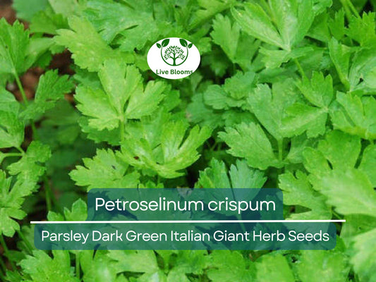 500 Parsley Seeds - Dark Green Italian Giant for Planting - Petroselinum crispum - Fresh Herb for Cooking, Garden, & Kitchen Use