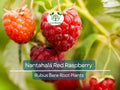 1 Nantahala Red Raspberry Plant - Rubus - Bare Root Starter Plant - Edible Fruit Garden Berry Bush