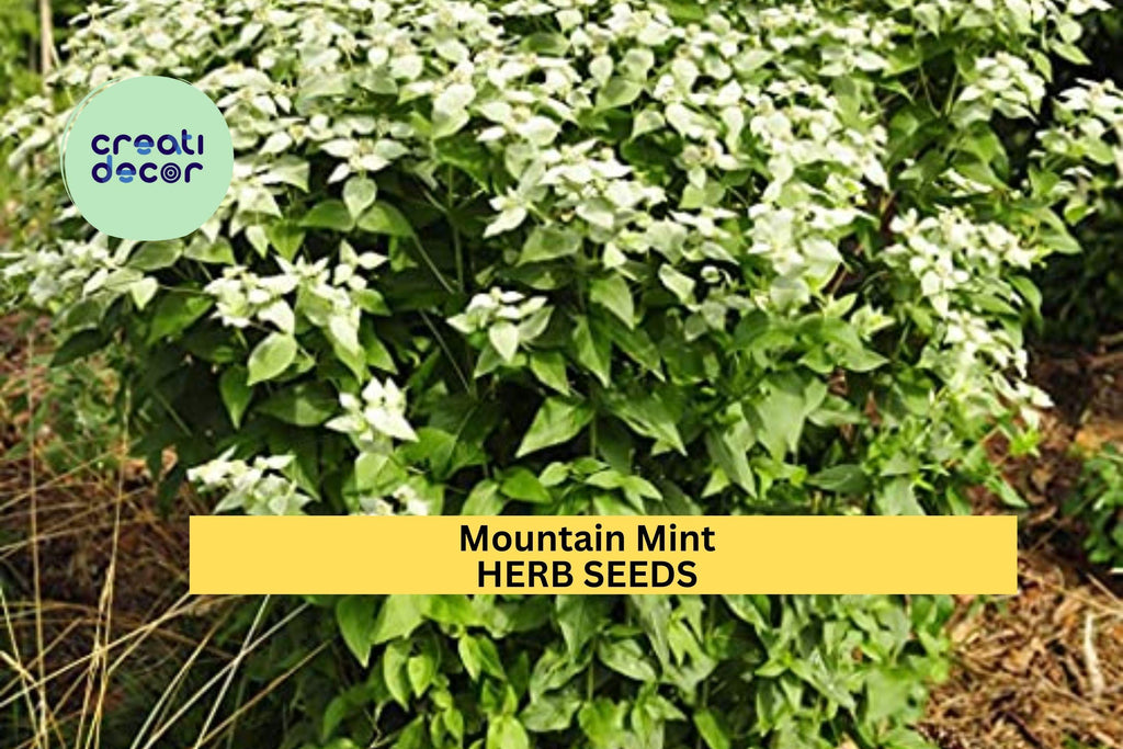 3pcs of 30mg Mountain Mint Herb Seeds – Aromatic Pollinator-Friendly Herb for Tea, Culinary & Landscaping – Seeds for Planting
