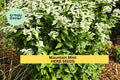 3pcs of 30mg Mountain Mint Herb Seeds – Aromatic Pollinator-Friendly Herb for Tea, Culinary & Landscaping – Seeds for Planting