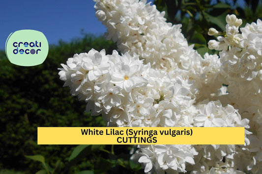 5 White Lilac Cuttings | Syringa vulgaris | 6–7" Dormant Unrooted Scions | Organic Non-GMO Flowering Shrub Starter