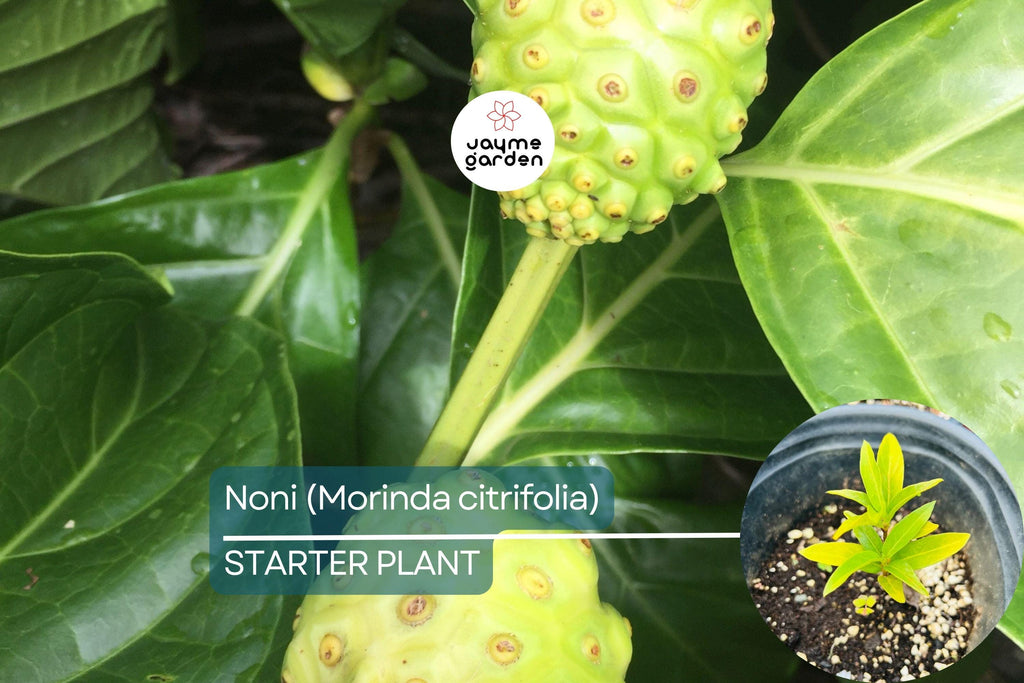 Noni Fruit Tree 6”-12” (Morinda citrifolia) - Live Starter Plant | Tropical Medicinal Tree with Nutrient-Rich Fruits