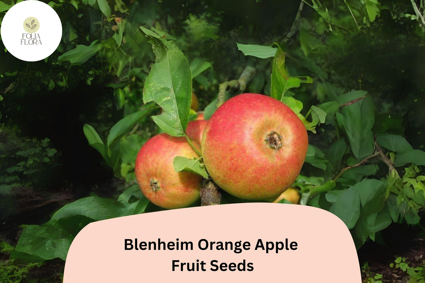 25+ Blenheim Orange Apple Seeds for Planting | Heirloom English Apple Tree | Sweet Tart Fruit | Garden Orchard Seeds