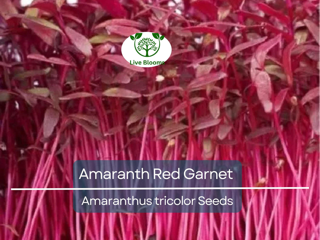 750 Amaranth Seeds Red Garnet | Edible Microgreens & Grain | Tall up to 10’ | Non-GMO | Amaranthus Tricolor | Heirloom