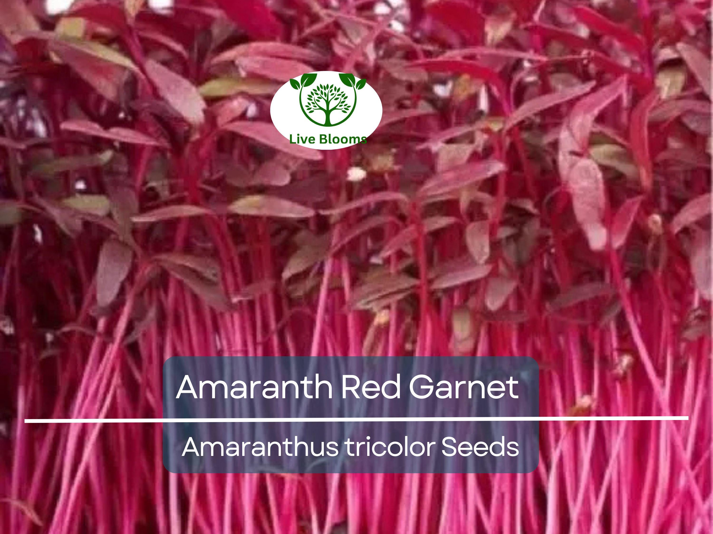 750 Amaranth Seeds Red Garnet | Edible Microgreens & Grain | Tall up to 10’ | Non-GMO | Amaranthus Tricolor | Heirloom