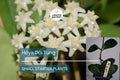 Hoya Doi Tung Starter Plant - Well Rooted 7-10 Inches Tall, White Fragrant Flowers - Exotic Tropical Houseplant for Indoor & Outdoor Spaces
