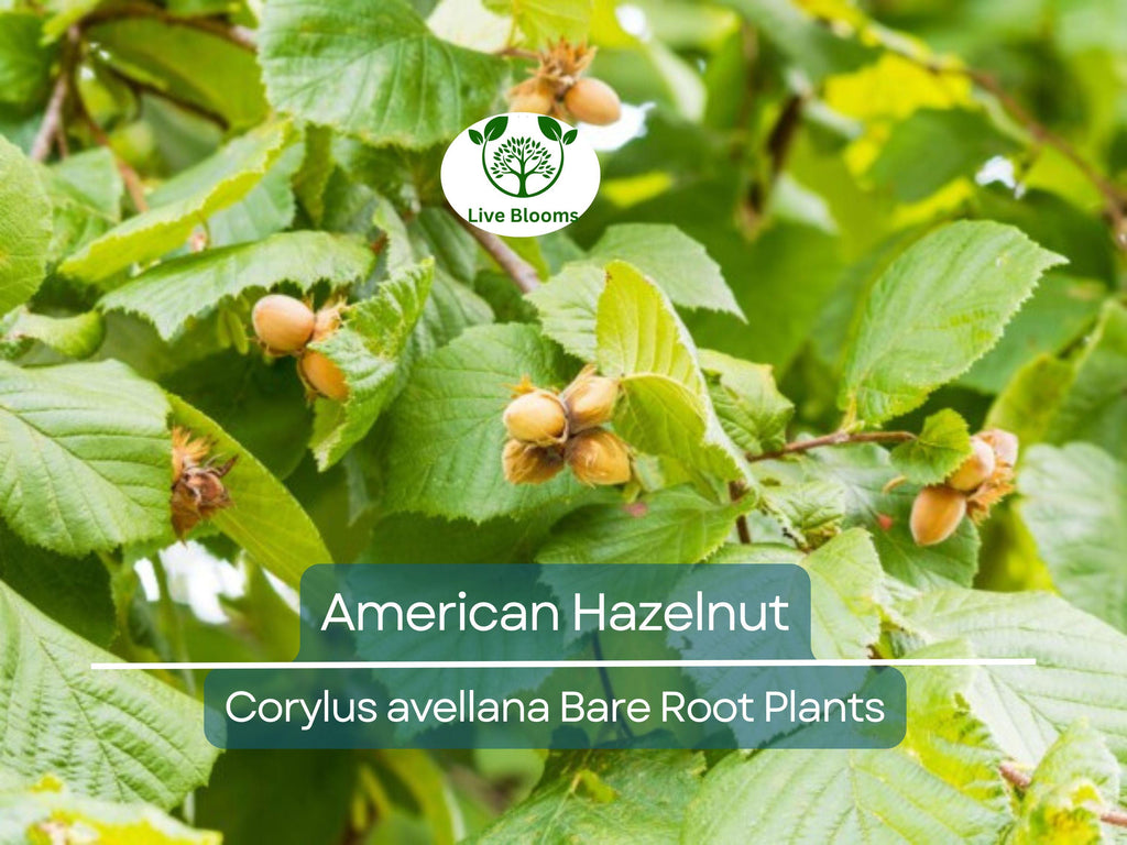 1 American Hazelnut Trees - Corylus avellana - Live Bare Root Plants 12–24" Tall - Edible Nut Tree, Wildlife, Cold Hardy, Easy to Grow