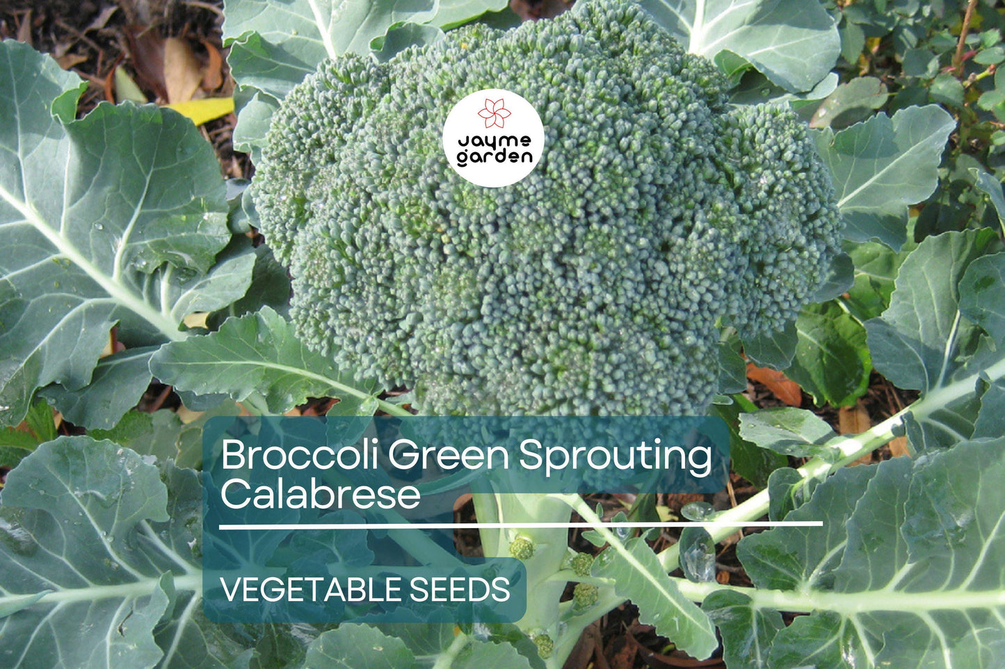 Broccoli Green Sprouting Calabrese 1 Gram Seeds - Heirloom Non-GMO Variety - Sweet, Tender Broccoli for Fresh Eating, Soups, & Gardening