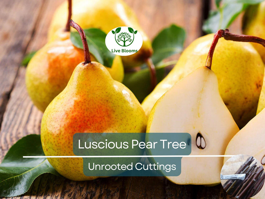 3 Luscious Pear Tree Scions - Unrooted Cuttings for Grafting & Rooting - 10-12" Long - Pyrus communis - Premium Pear Rootstock