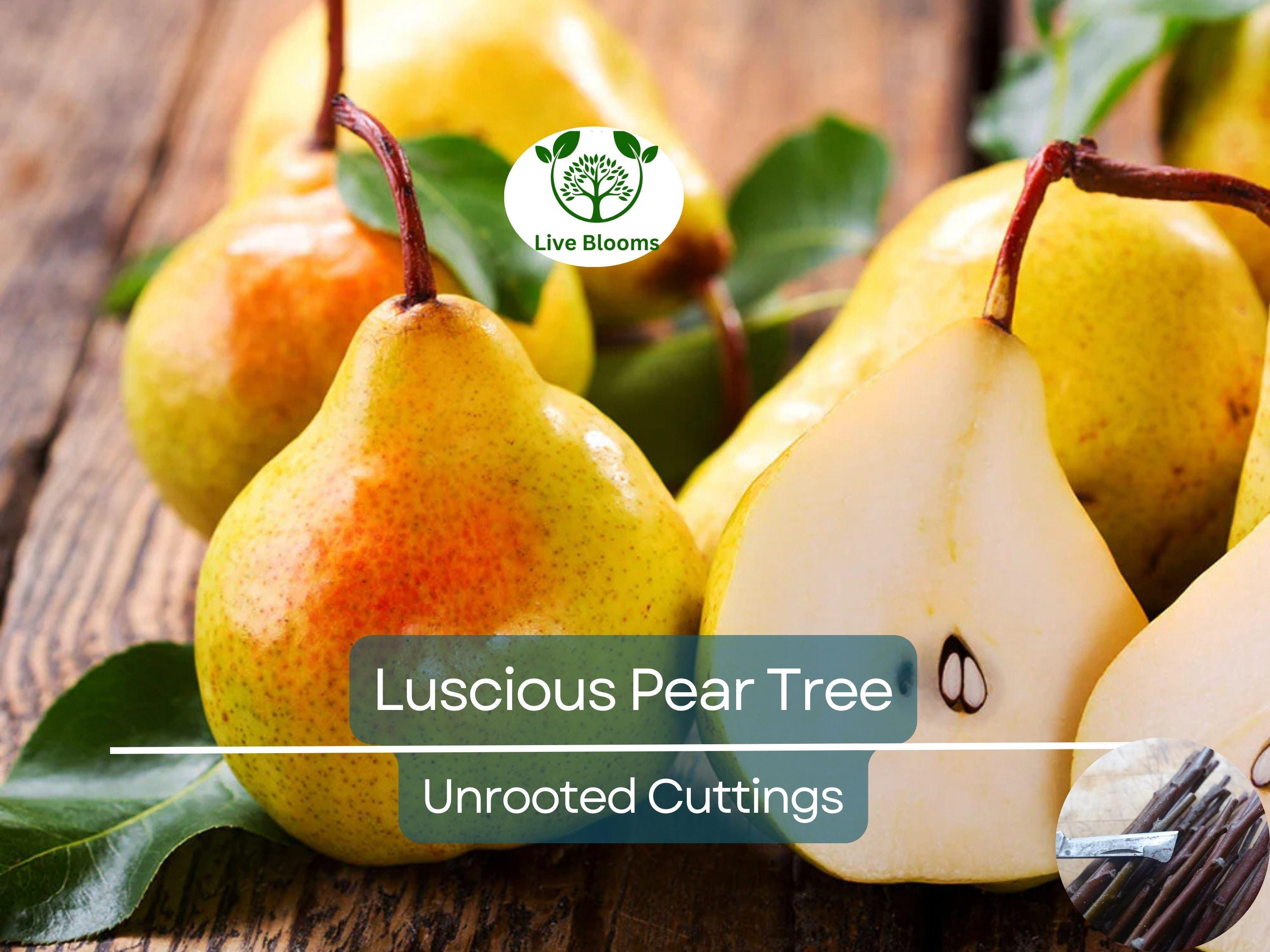 3 Luscious Pear Tree Scions - Unrooted Cuttings for Grafting & Rooting - 10-12" Long - Pyrus communis - Premium Pear Rootstock