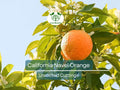 5pcs CALIFORNIA NAVEL ORANGE Unrooted Cuttings – Citrus sinensis, Sweet Orange Tree for Propagation