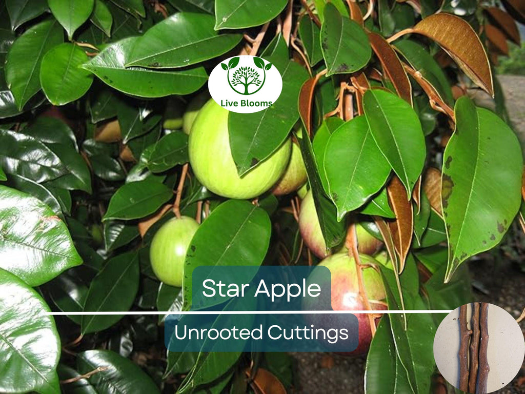 4 Star Apple Cutting 5-6" Unrooted for Grafting – Tropical Fruit Tree (Annona sp.) – Exotic Fruit, Propagation, Apple, Tropical Gardening