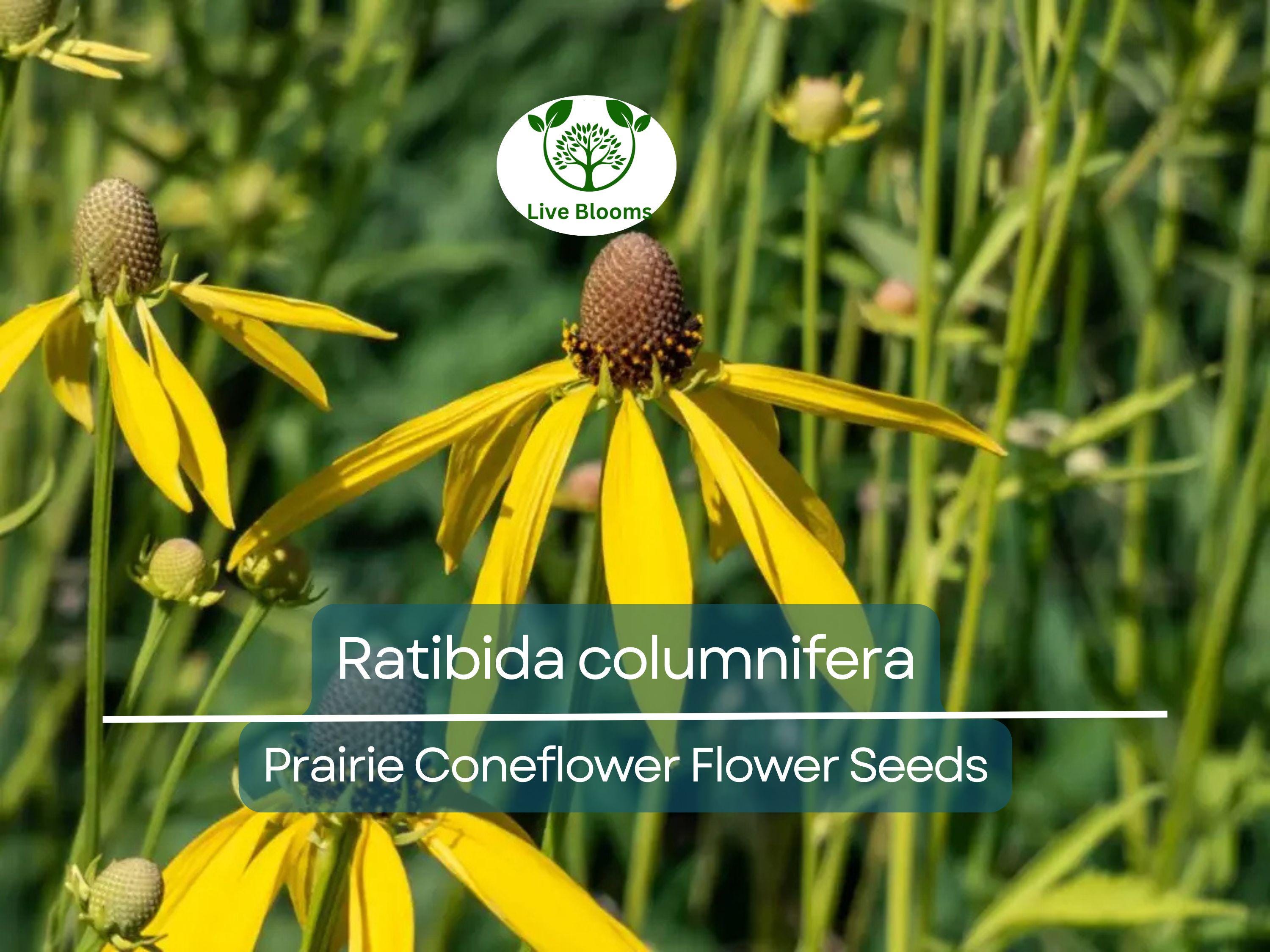 150 Seeds Prairie Coneflower (Ratibida columnifera) for Planting | Native Wildflower for Meadows, Pollinator Gardens & Landscapes