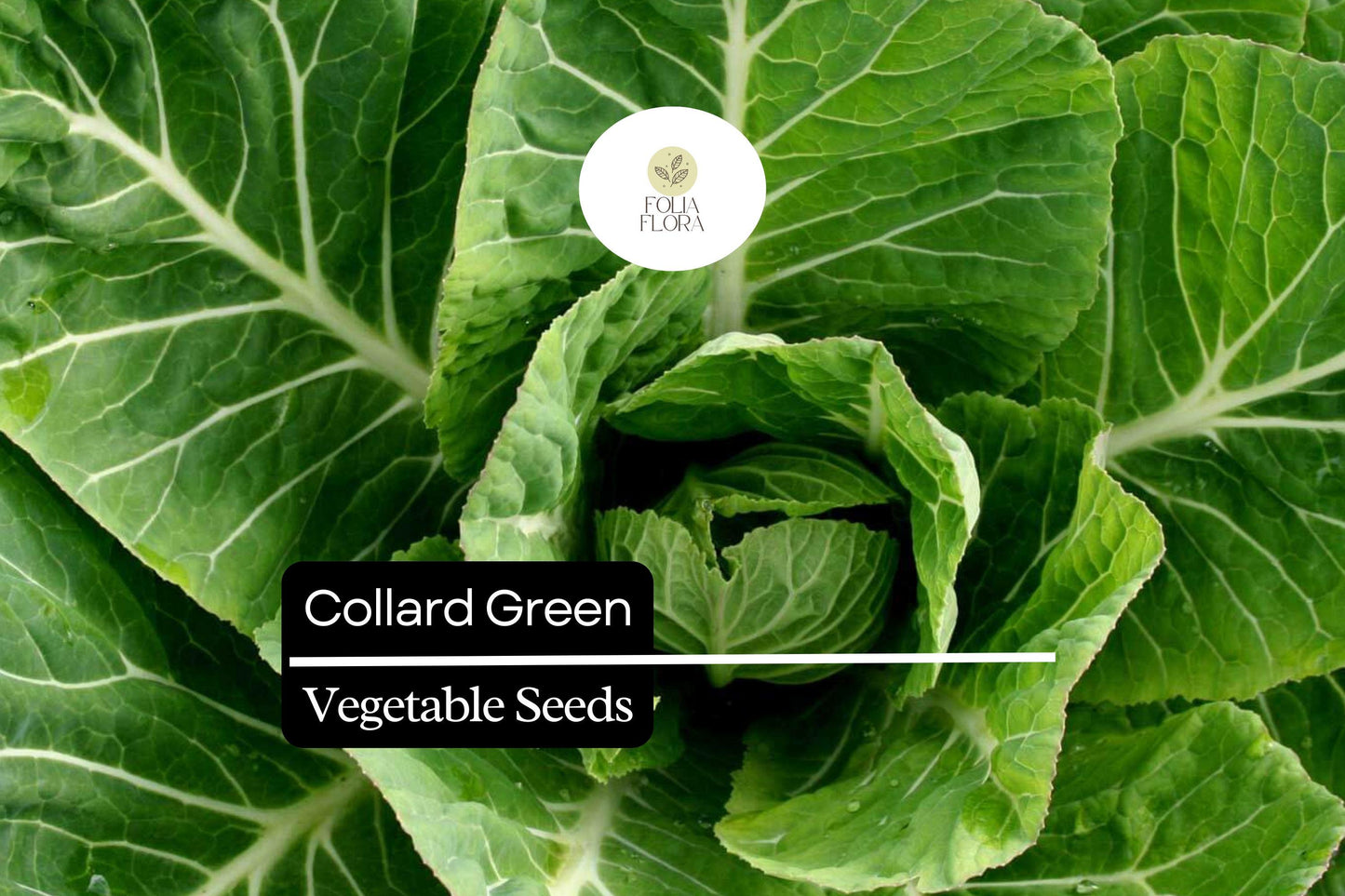 25 Organic Collard Greens Seeds | Heirloom Variety | Cool Season Leafy Vegetable for Home Gardens