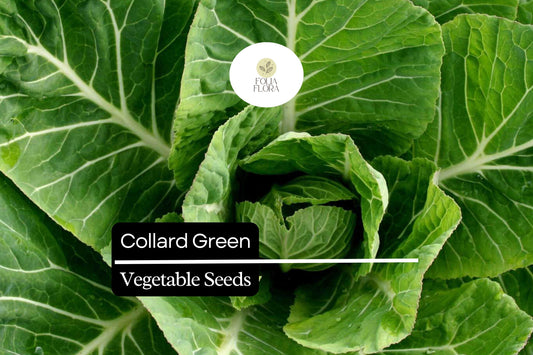 25 Organic Collard Greens Seeds | Heirloom Variety | Cool Season Leafy Vegetable for Home Gardens