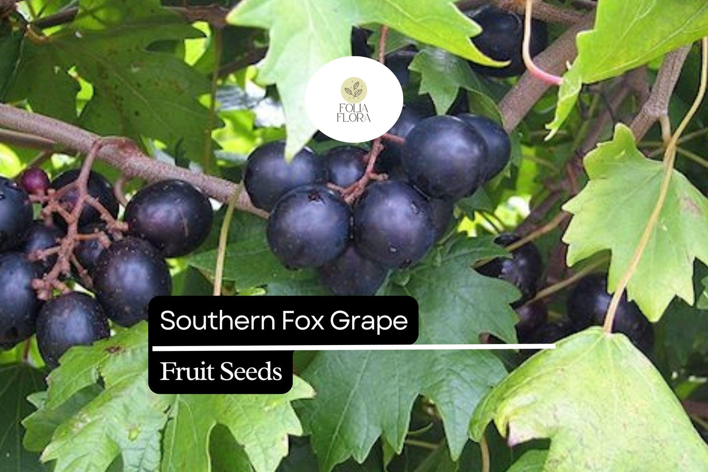 Southern Fox Grape Seeds (Vitis rotundifolia) | 25 Seeds | Grow Muscadine Grapes for Fresh Eating, Wine & Jelly