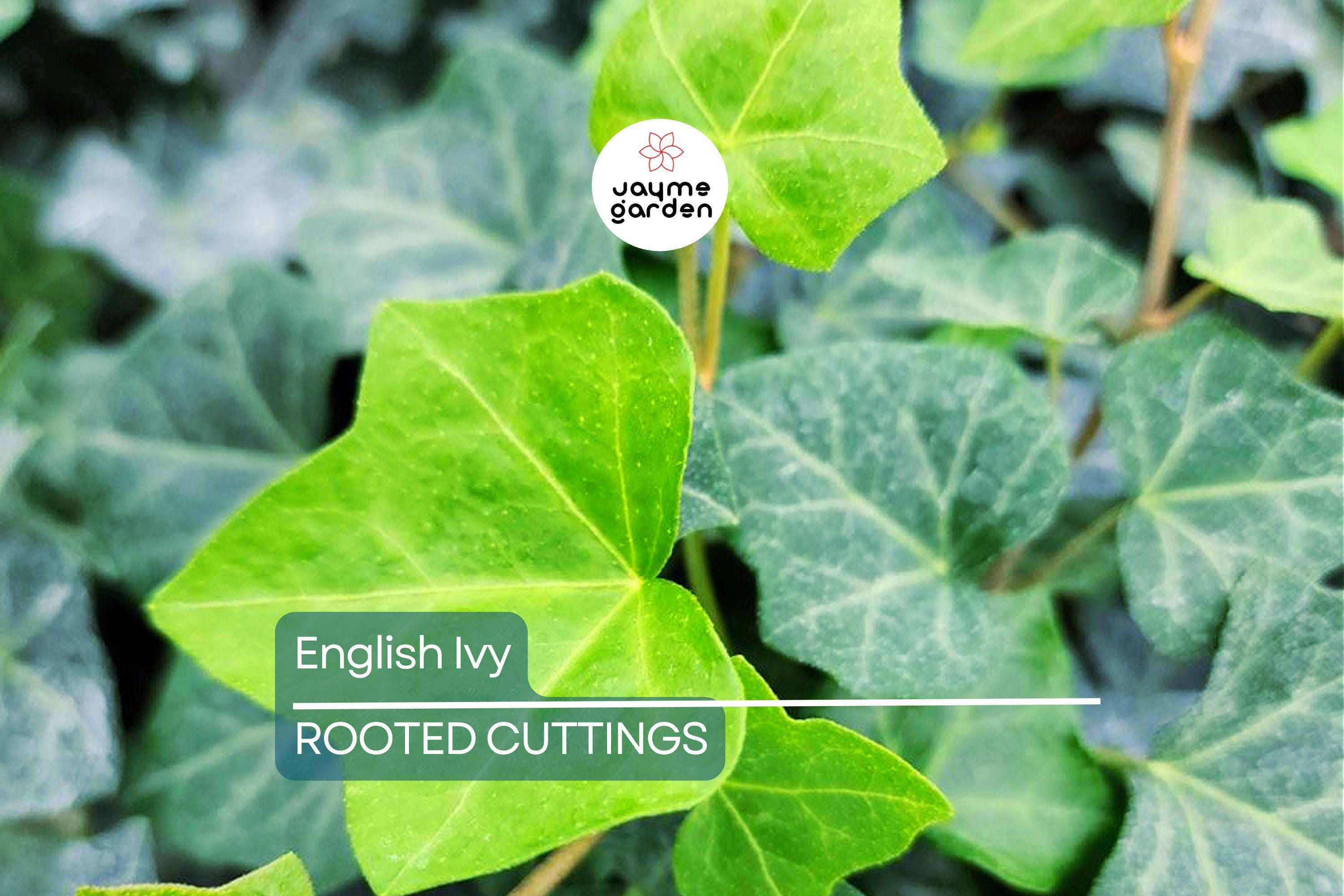 15 English Ivy Rooted Cuttings | Fast-Growing Privacy Plant | Hardy, Easy Care Vines | Ready to Plant | Indoor/Outdoor