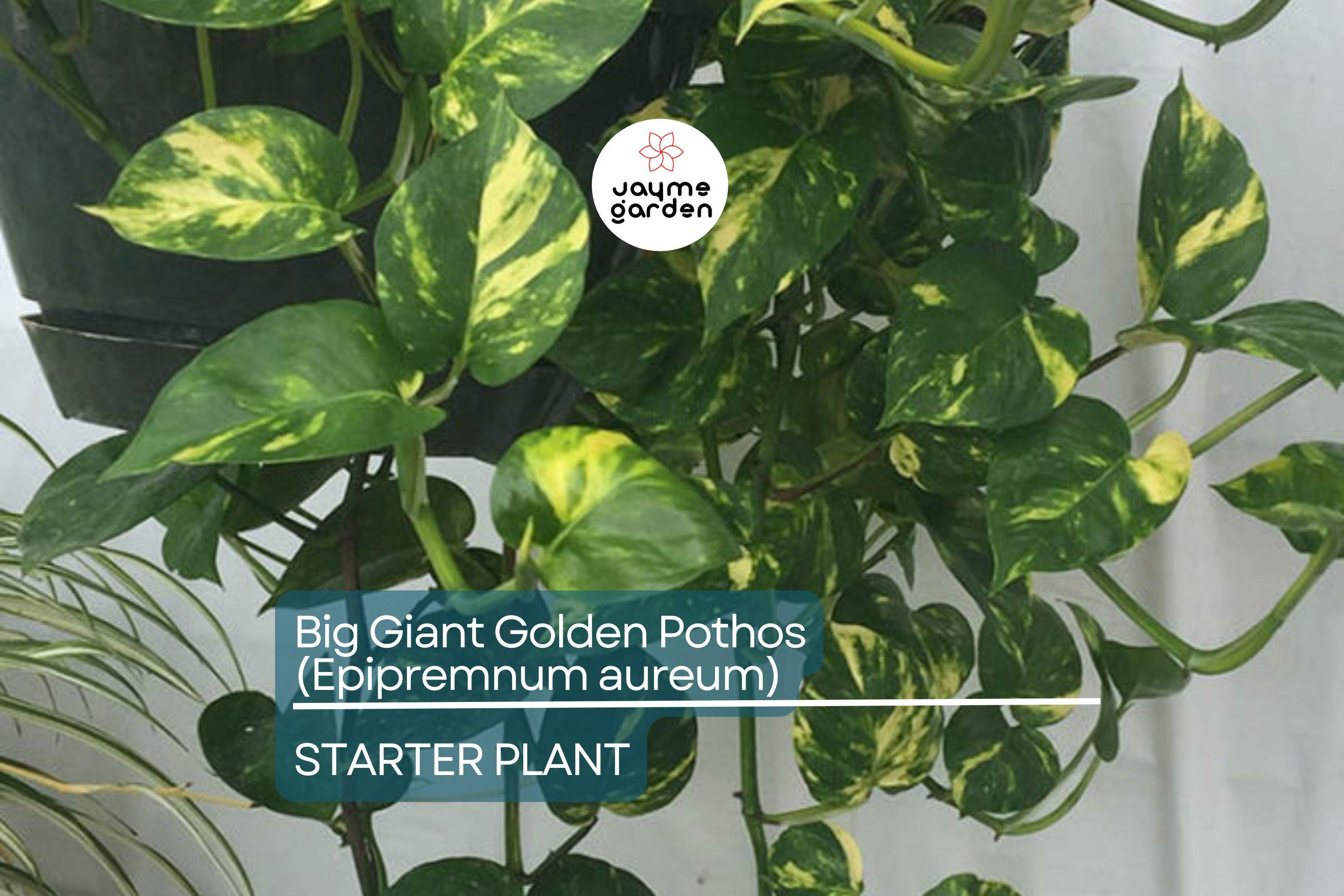 Big Giant Golden Pothos (Epipremnum aureum) Live Tropical Houseplant 12”-24” | Low Maintenance & Air-Purifying