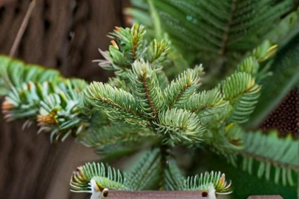 Abies balsamea – Lake State Balsam Fir 30 Seeds | Native Evergreen Tree | Fragrant Needles | Cold-Hardy Forest Classic