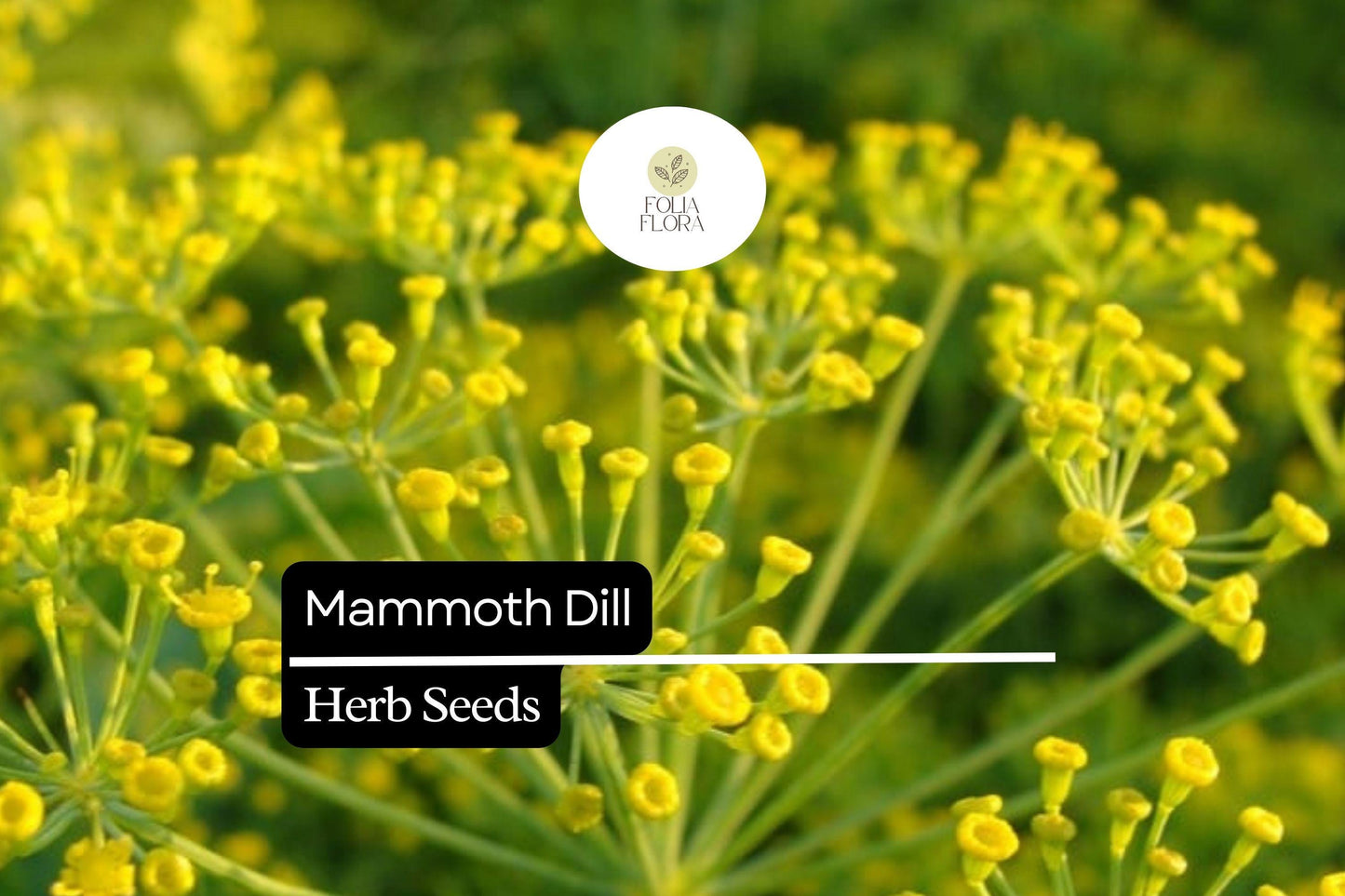 500 Seeds Mammoth Dill (Anethum graveolens) – Aromatic Herb for Culinary Use and Pollinator Gardens