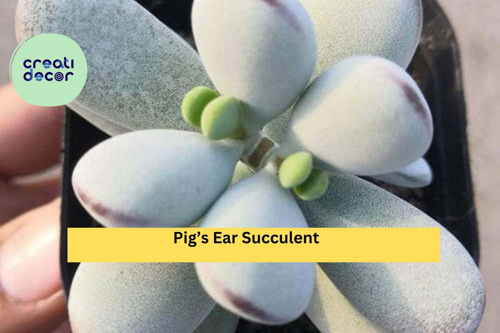 Cotyledon Orbiculata Succulent Plant – Live Rooted 2" Pot, Indoor Decorative Succulent, Easy Care Houseplant, Silver Green Leaves, Gift Idea