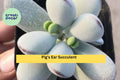 Cotyledon Orbiculata Succulent Plant – Live Rooted 2" Pot, Indoor Decorative Succulent, Easy Care Houseplant, Silver Green Leaves, Gift Idea