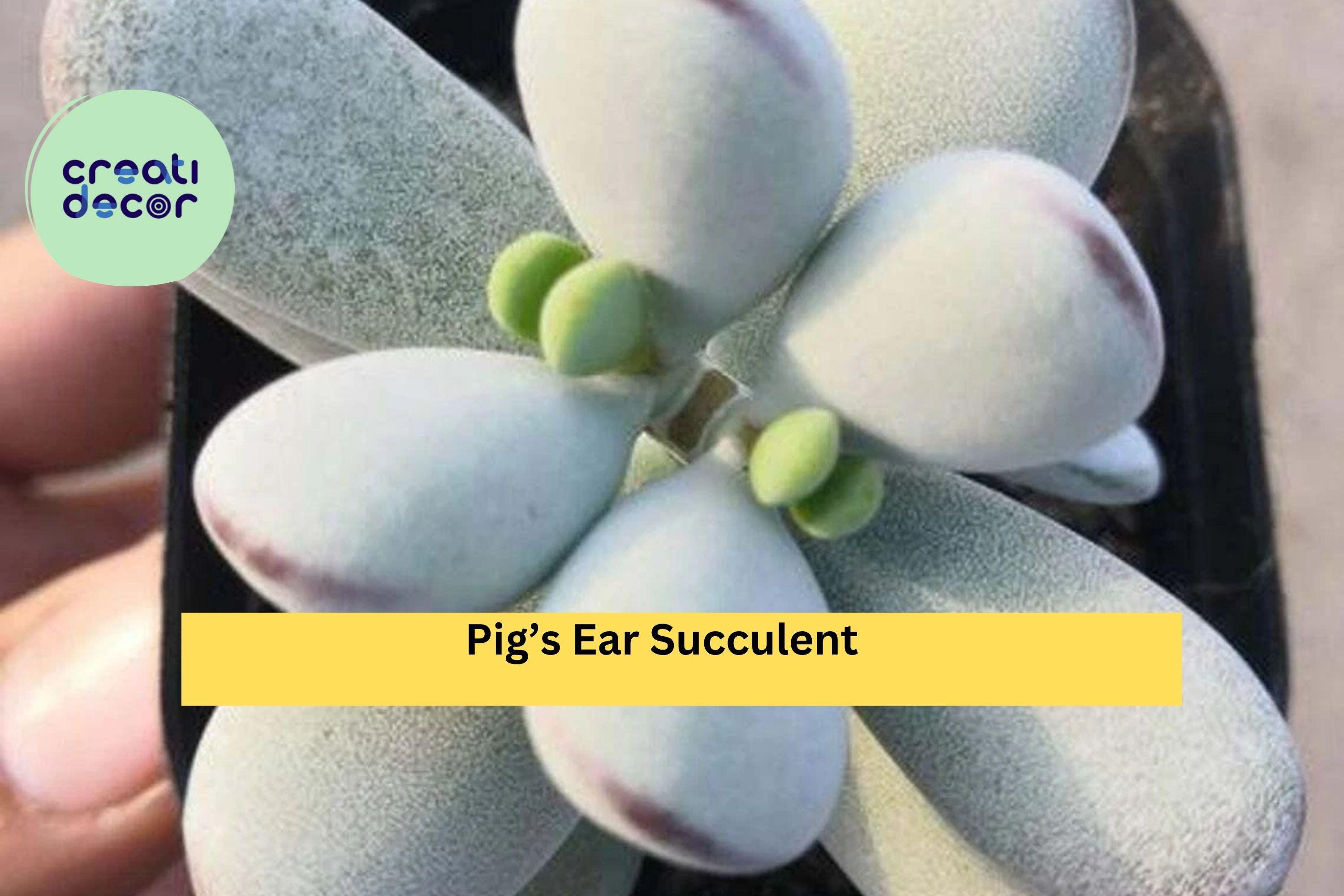 Cotyledon Orbiculata Succulent Plant – Live Rooted 2" Pot, Indoor Decorative Succulent, Easy Care Houseplant, Silver Green Leaves, Gift Idea