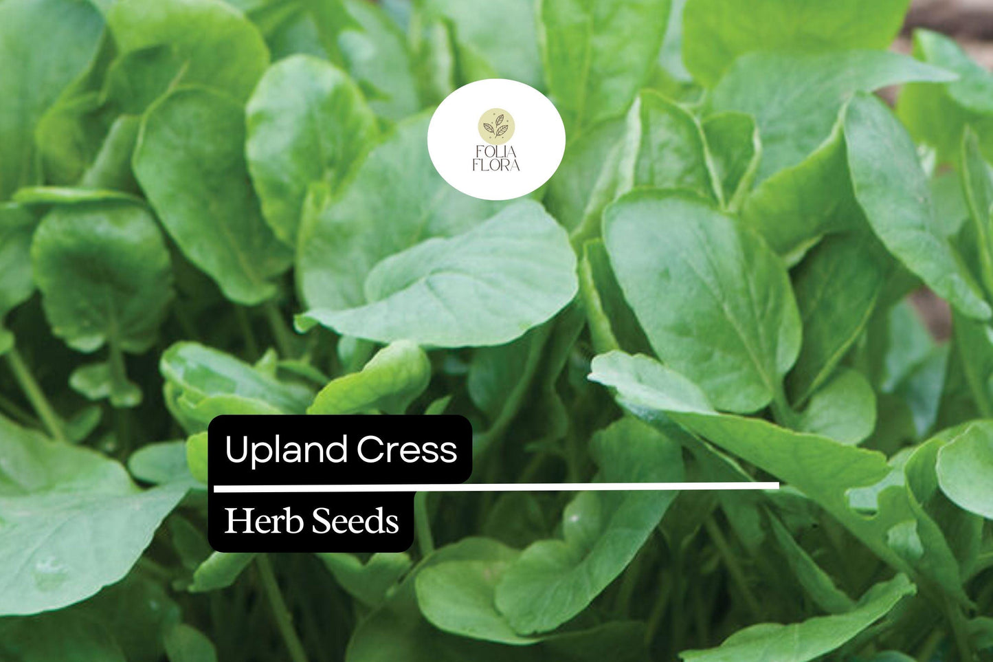 1000 Seeds Upland Cress (Barbarea verna) – Peppery, Nutritious Herb for Salads & Microgreens