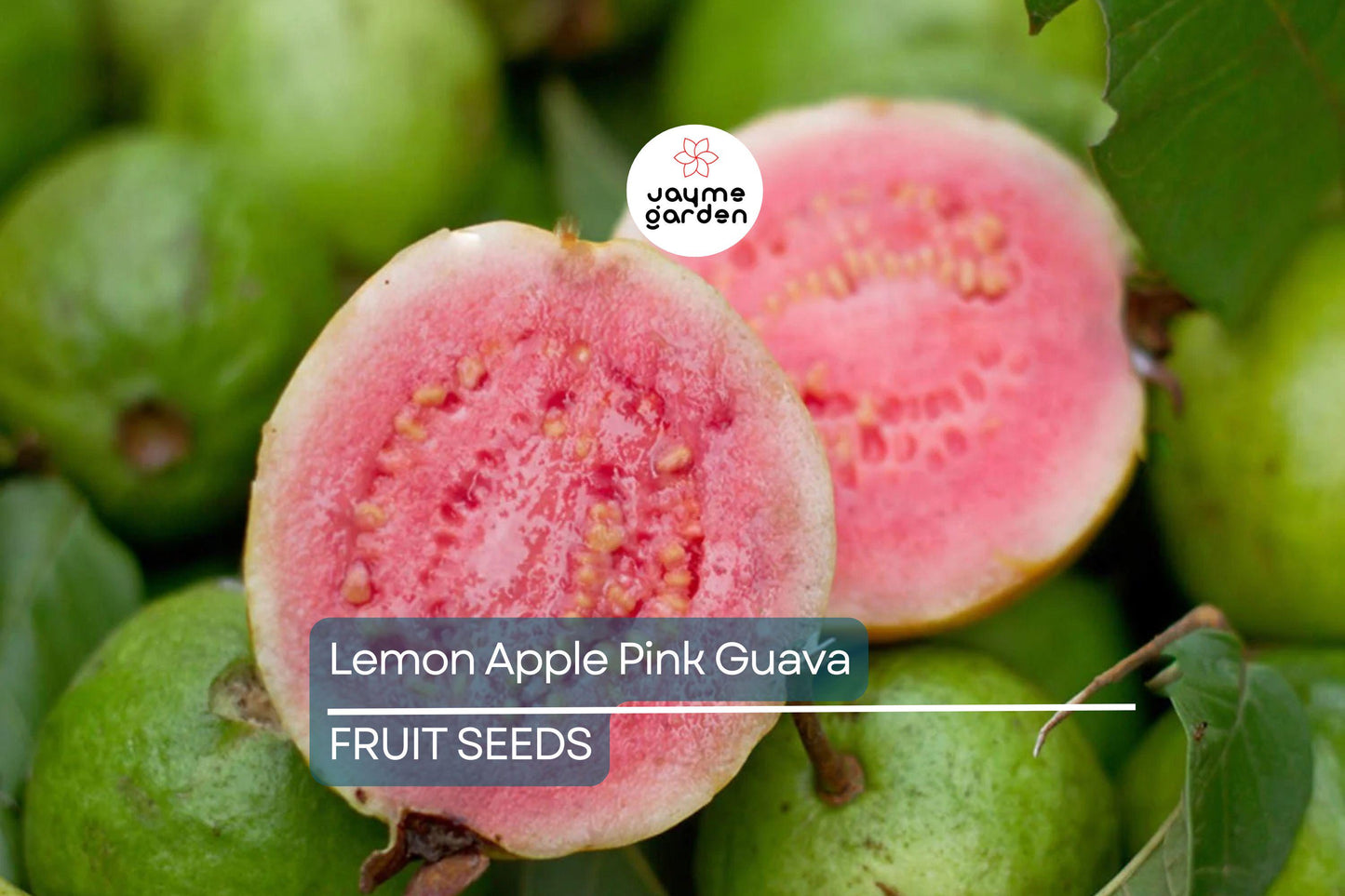 20 Ruby Supreme Guava Tree Seeds - Psidium guajava - Grow Exotic Pink Fruit