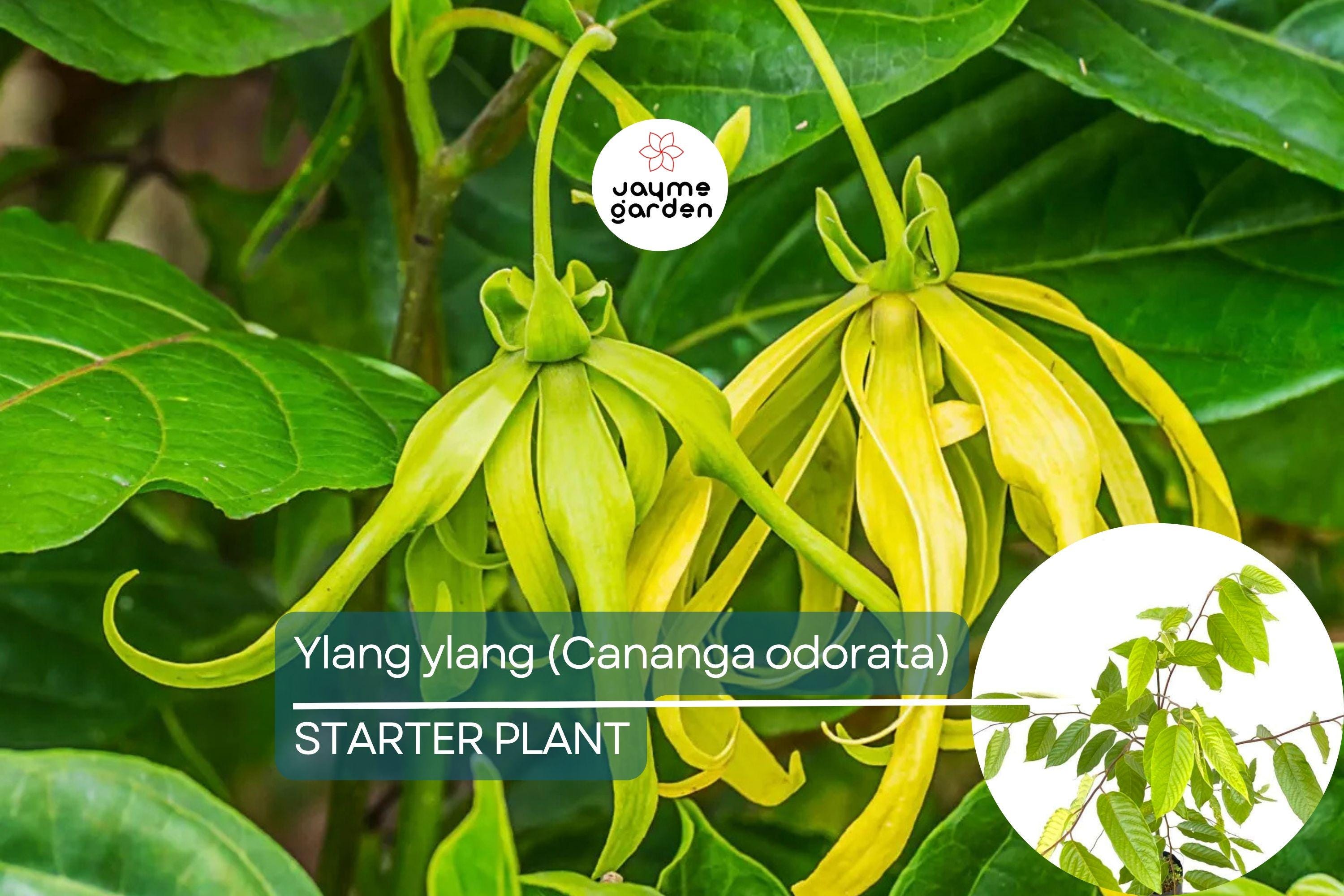 Ylang Ylang Live Tree (Cananga odorata) 1’-2’ Tall | Fragrant Tropical Beauty for Gardens | Aromatic Star-Shaped Flowers