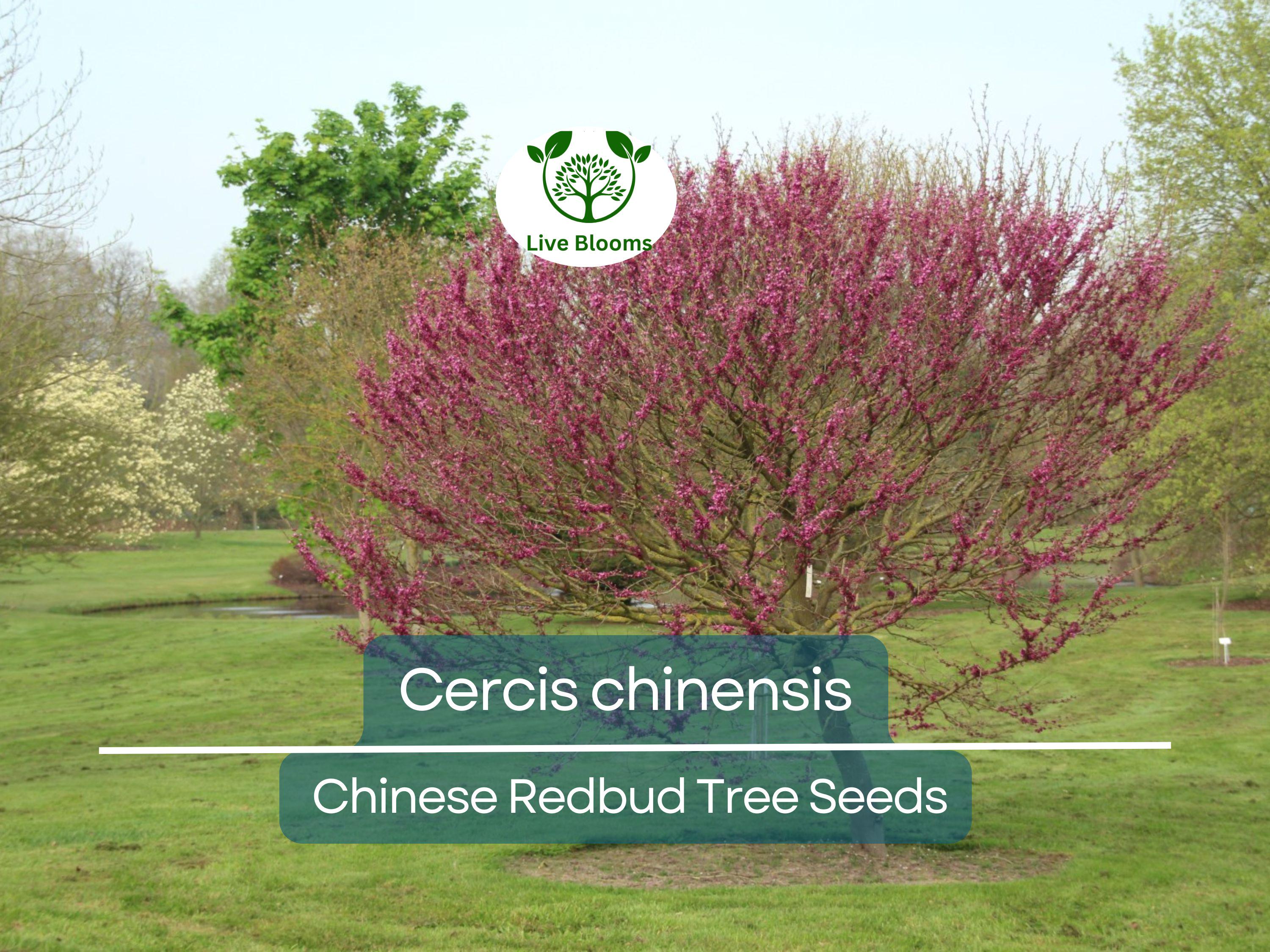 10 Seeds Cercis chinensis (Chinese Redbud) Tree for Planting | Ornamental Flowering Tree with Stunning Pink Blossoms