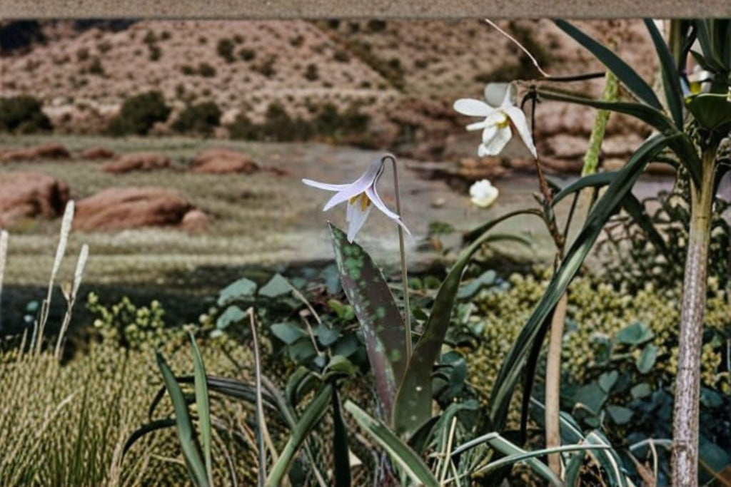 White Trout Lily – Erythronium albidum, Native Spring Wildflower | Woodland Ephemeral (5 Seeds)
