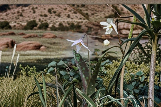 White Trout Lily – Erythronium albidum, Native Spring Wildflower | Woodland Ephemeral (5 Seeds)
