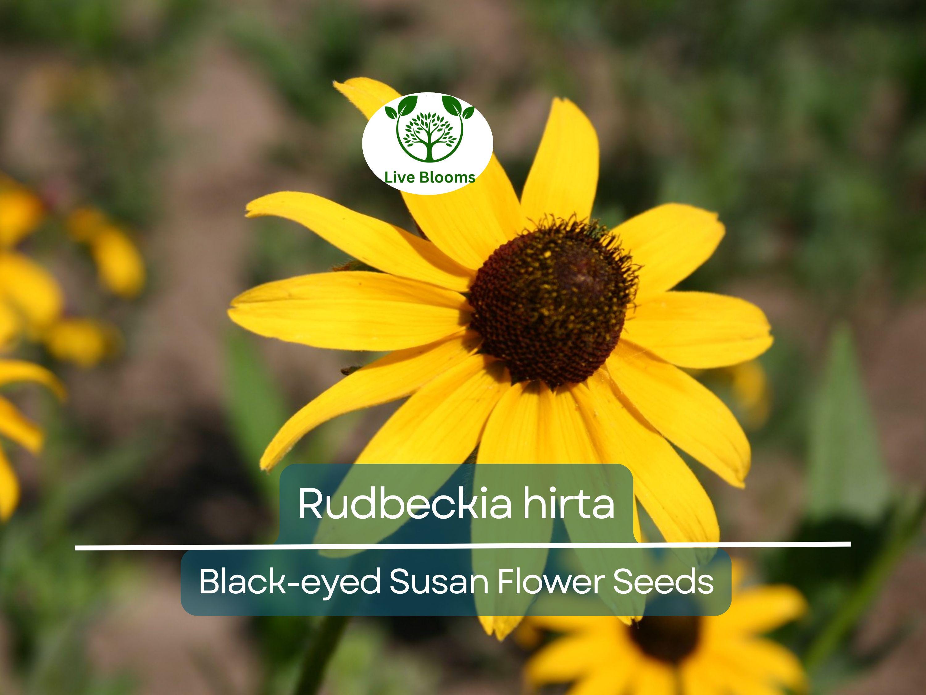 400 Seeds Black-eyed Susan (Rudbeckia hirta) - Yellow Wildflower for Planting, Garden, Landscaping, Perennial Flowers, Drought Tolerant