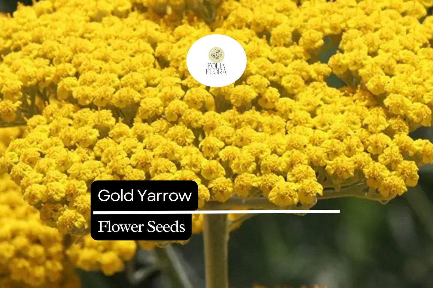 Gold Yarrow (Achillea filipendulina) | 500 - 10,000 Seeds – Drought-Tolerant, Pollinator-Friendly Flower