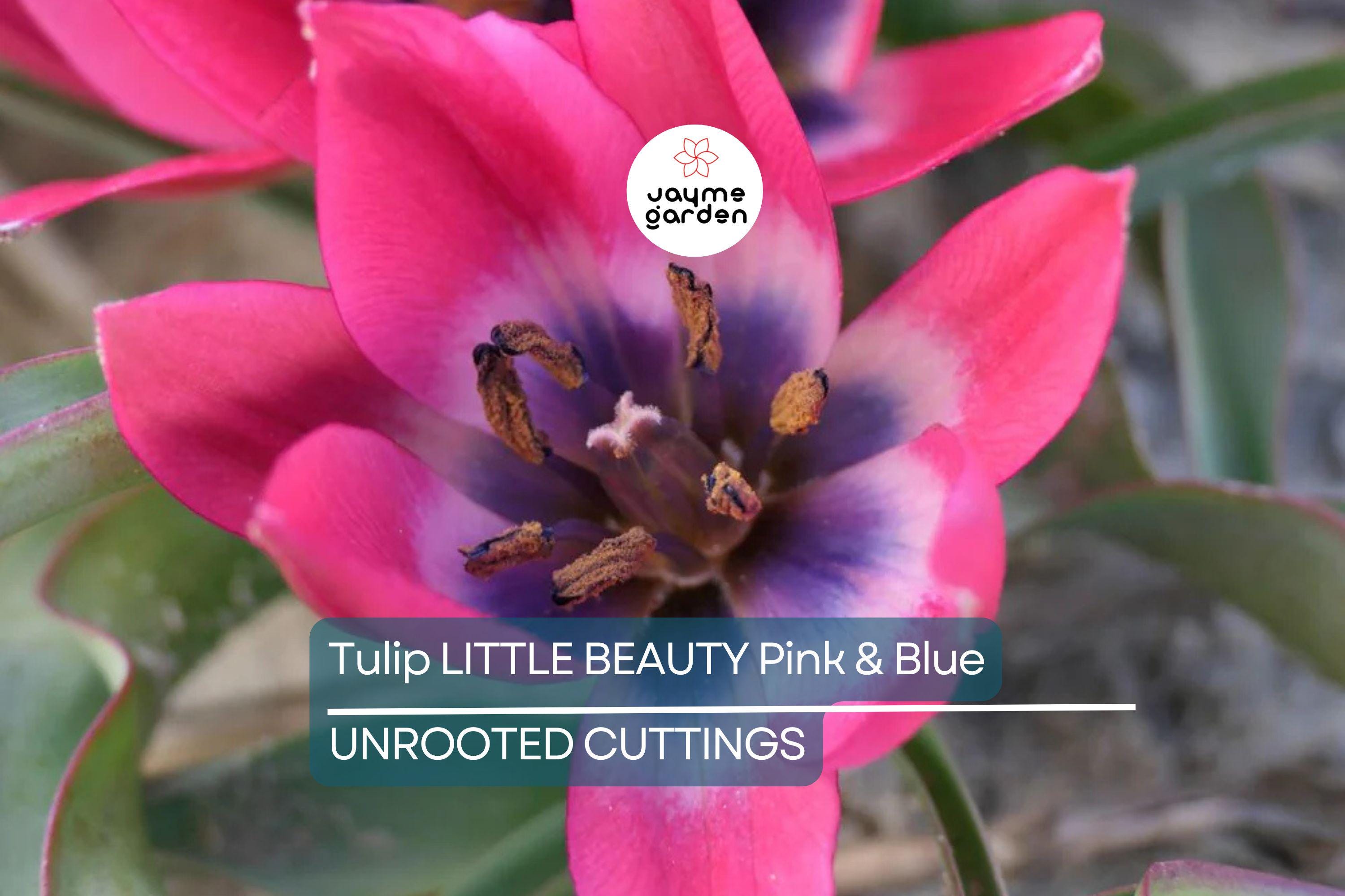 Tulipa ‘Little Beauty’ – 5 Tulip Bulbs, 6" Dwarf Variety, Pink & Blue Blooms, Perennial, Easy to Grow