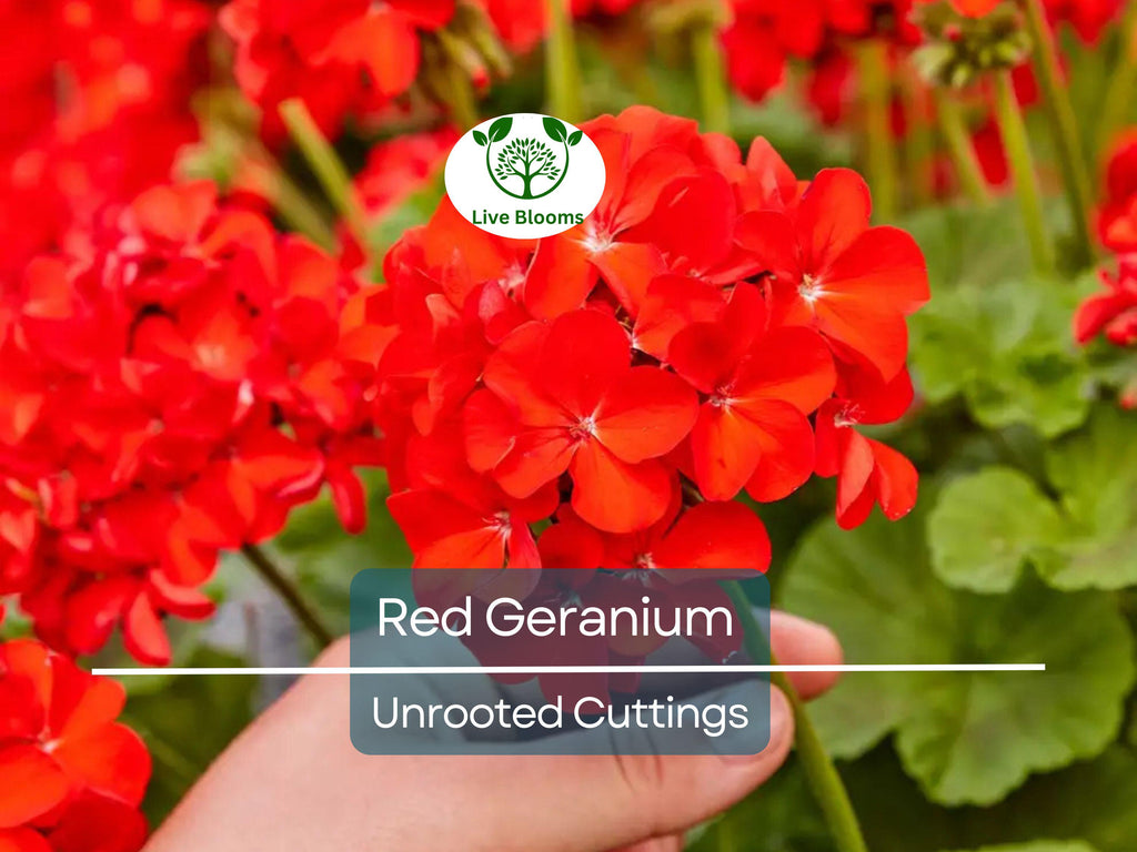 5 Organic Red Geranium Unrooted Cuttings 5-8" - Fresh, Easy to Root, Pelargonium - Vibrant Red Blooms, for Garden, Pots, or Hanging Baskets