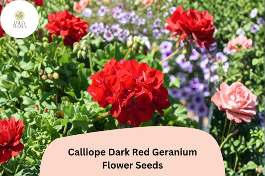 25+ Calliope Dark Red Geranium Seeds | Deep Red Hybrid Zonal Ivy Geranium | Long Blooming Garden Flower